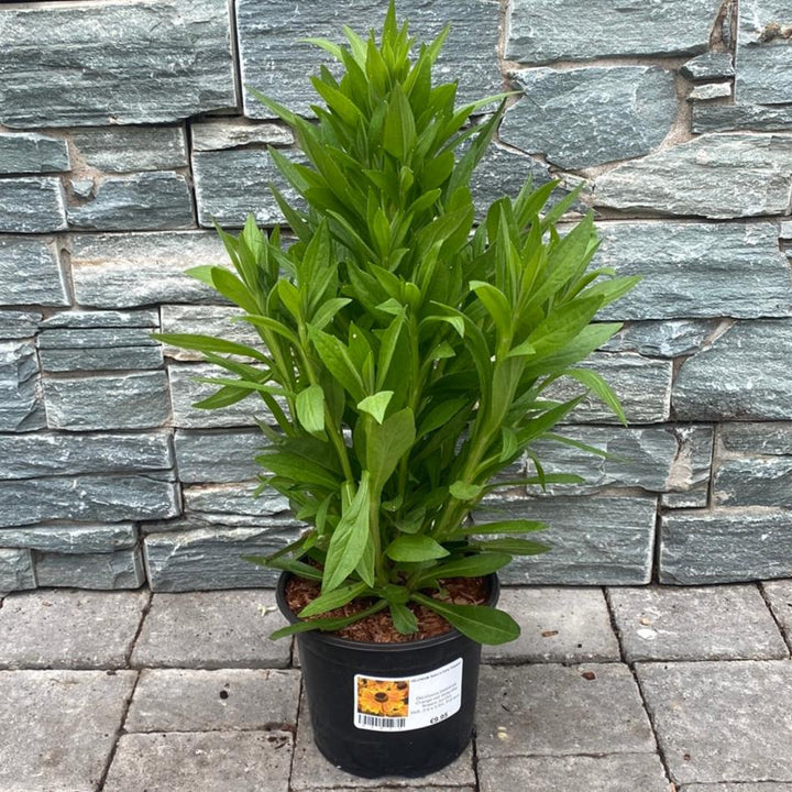 HELENIUM Sahins Early Flowerer