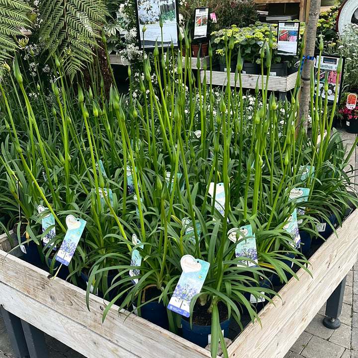 Agapanthus Amourette Blue