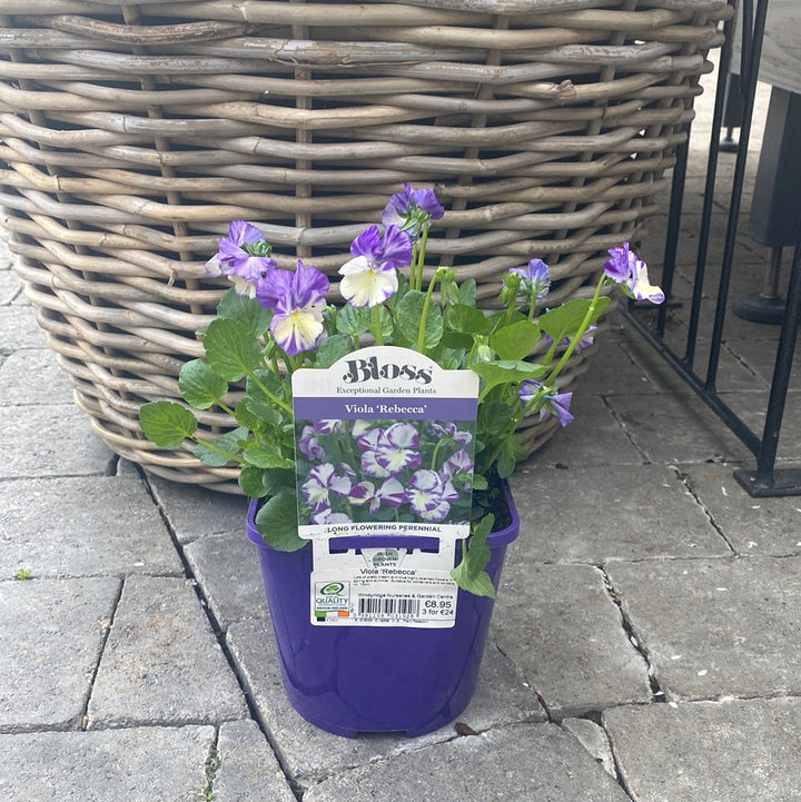 Viola Rebecca (2Ltr Pot)