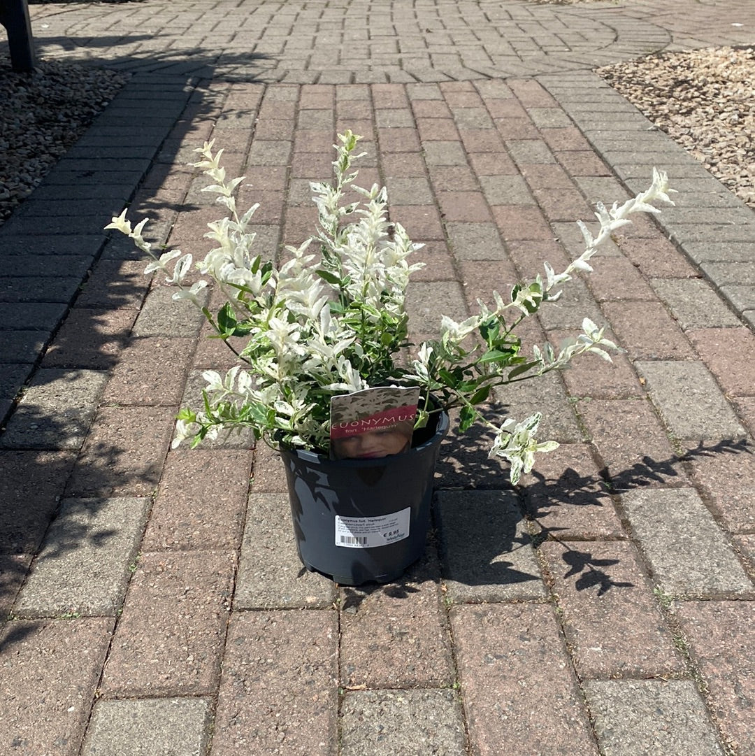 Euonymus fort. Harlequin
