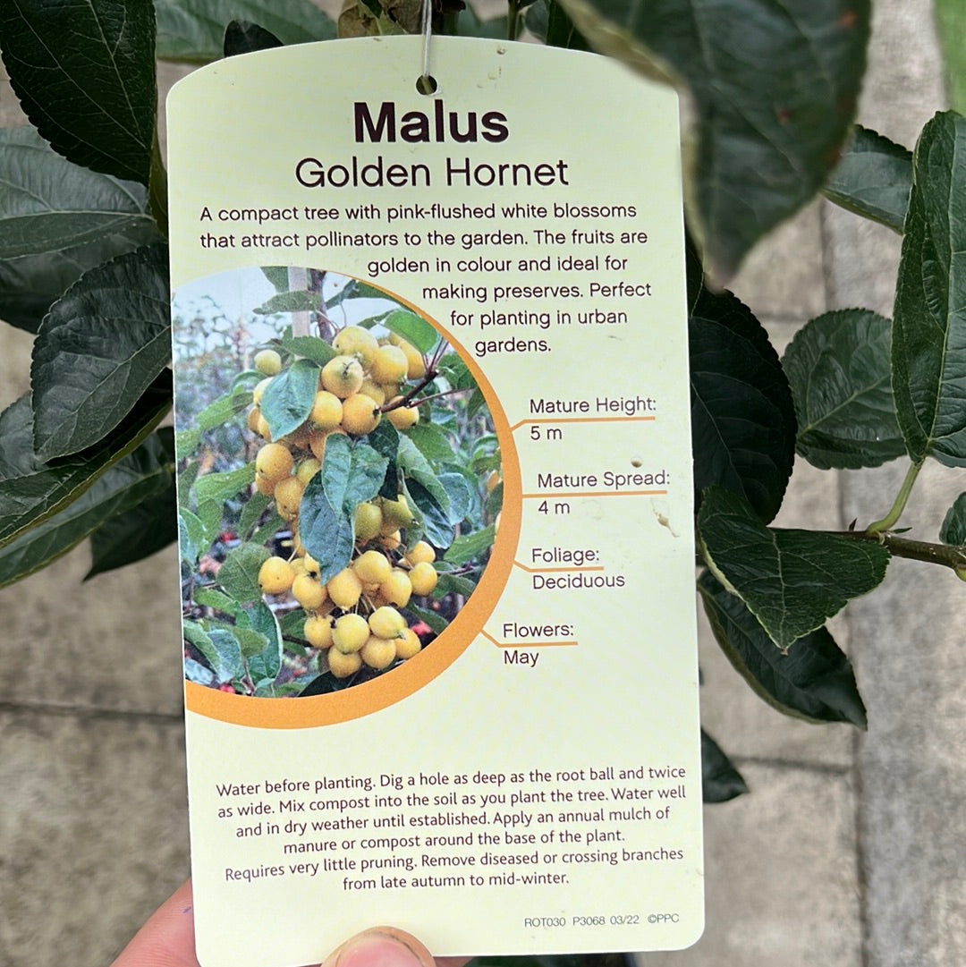 MALUS GOLDEN HORNET