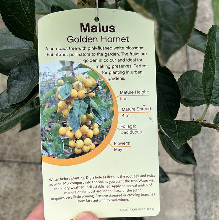 MALUS GOLDEN HORNET