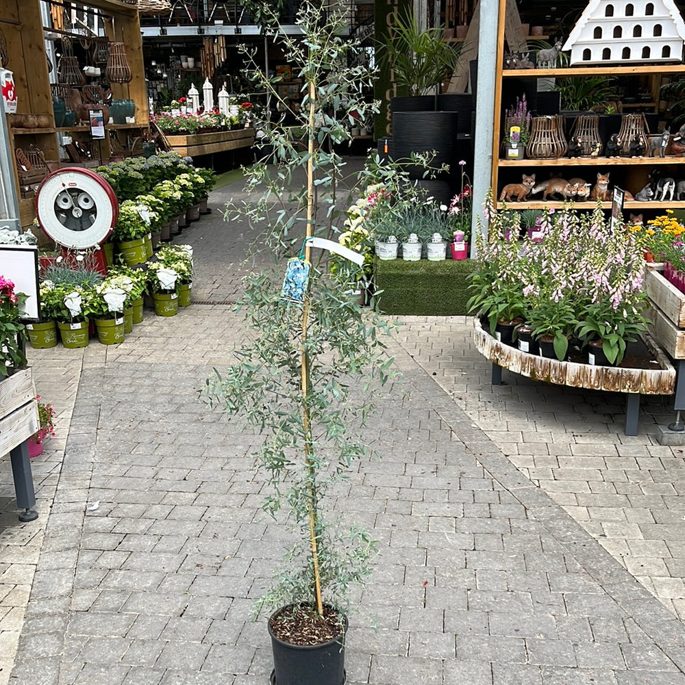 Eucalyptus G. France Bleue - Shrubs - Windyridge Garden Centre