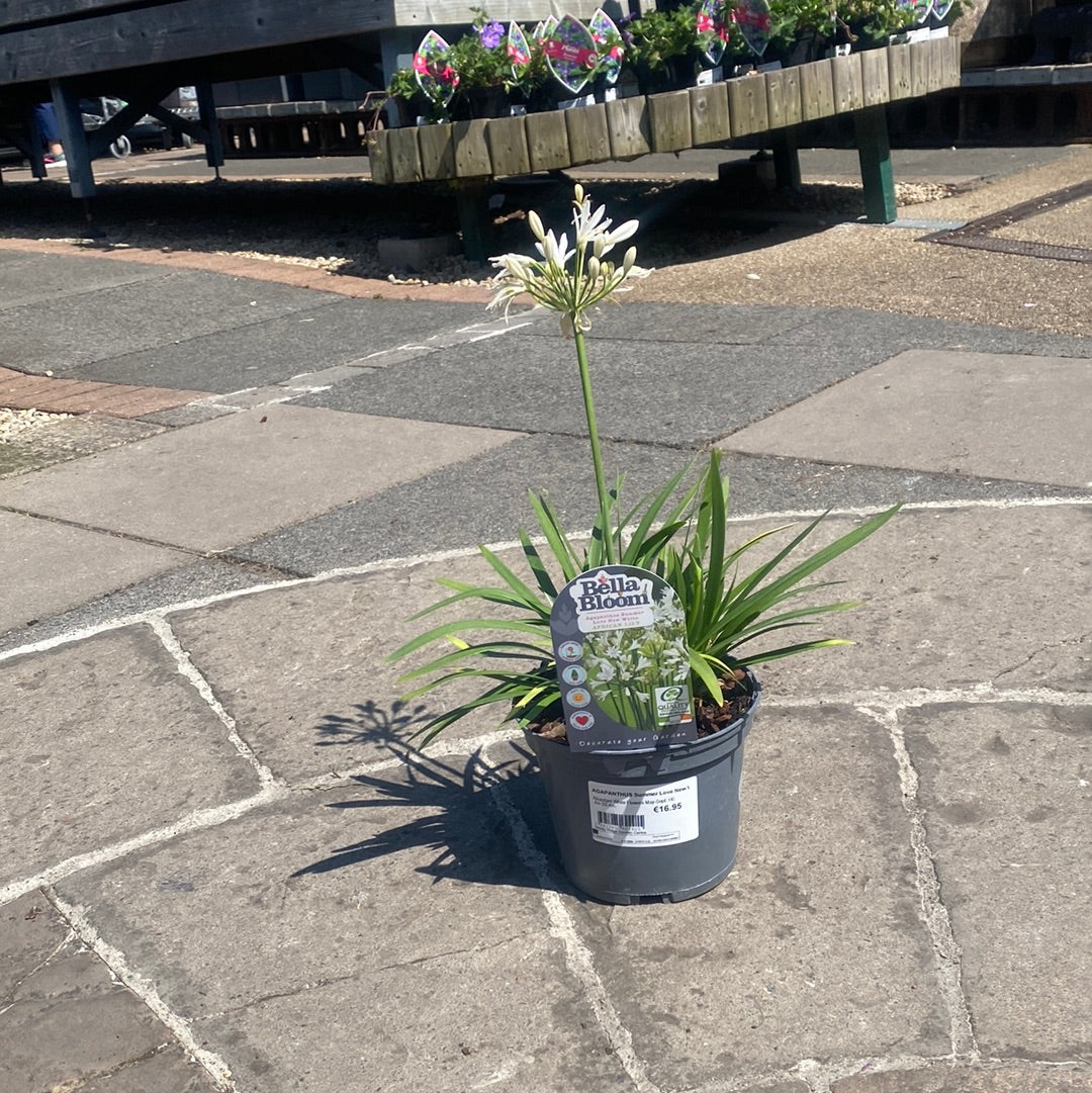 AGAPANTHUS Summer Love New White