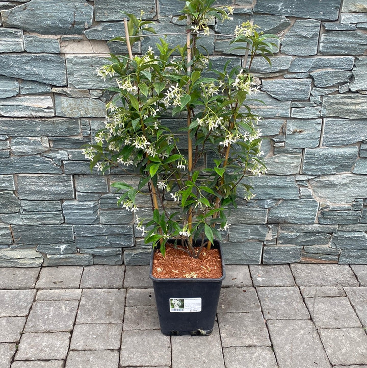 TRACHELOSPERMUM jasminoides