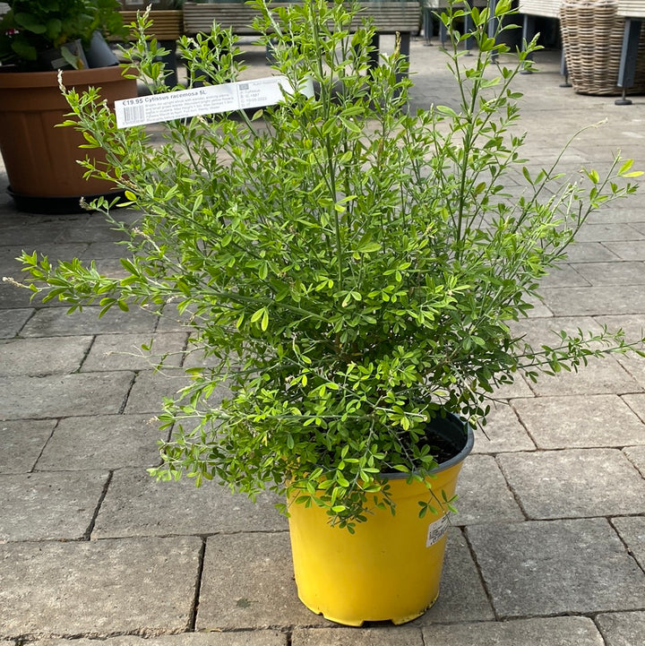 CYTISUS racemosa    5L