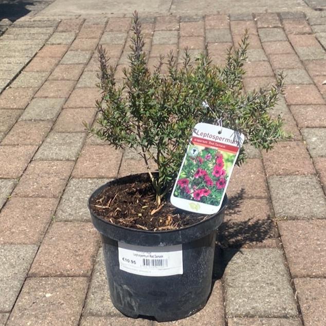 Leptospermum Red Damask