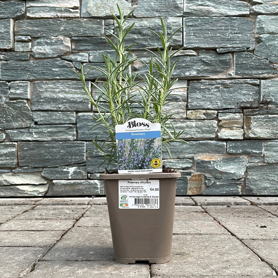 Rosemary-officinalis-Potted