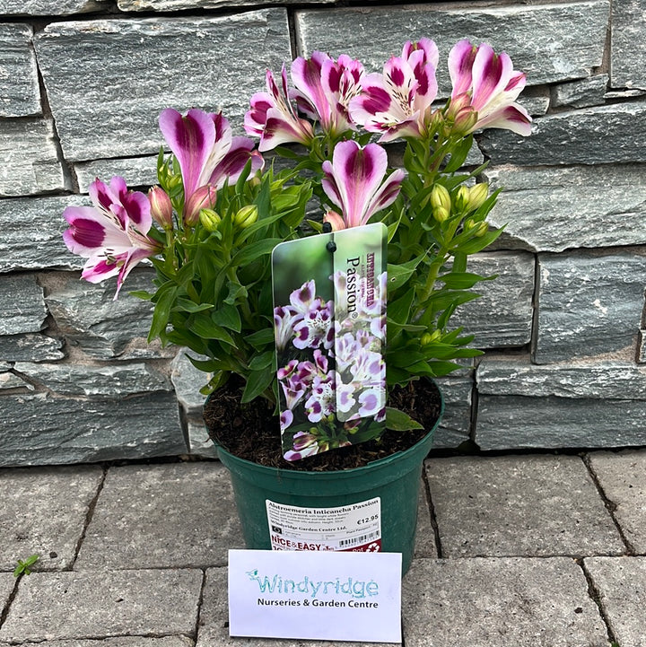 Alstroemeria Inticancha Passion