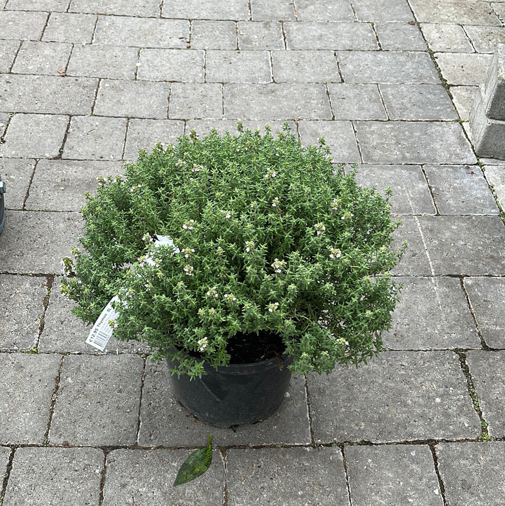 Thymus Vulgaris        4.5L - Grow Your Own - Windyridge Garden Centre