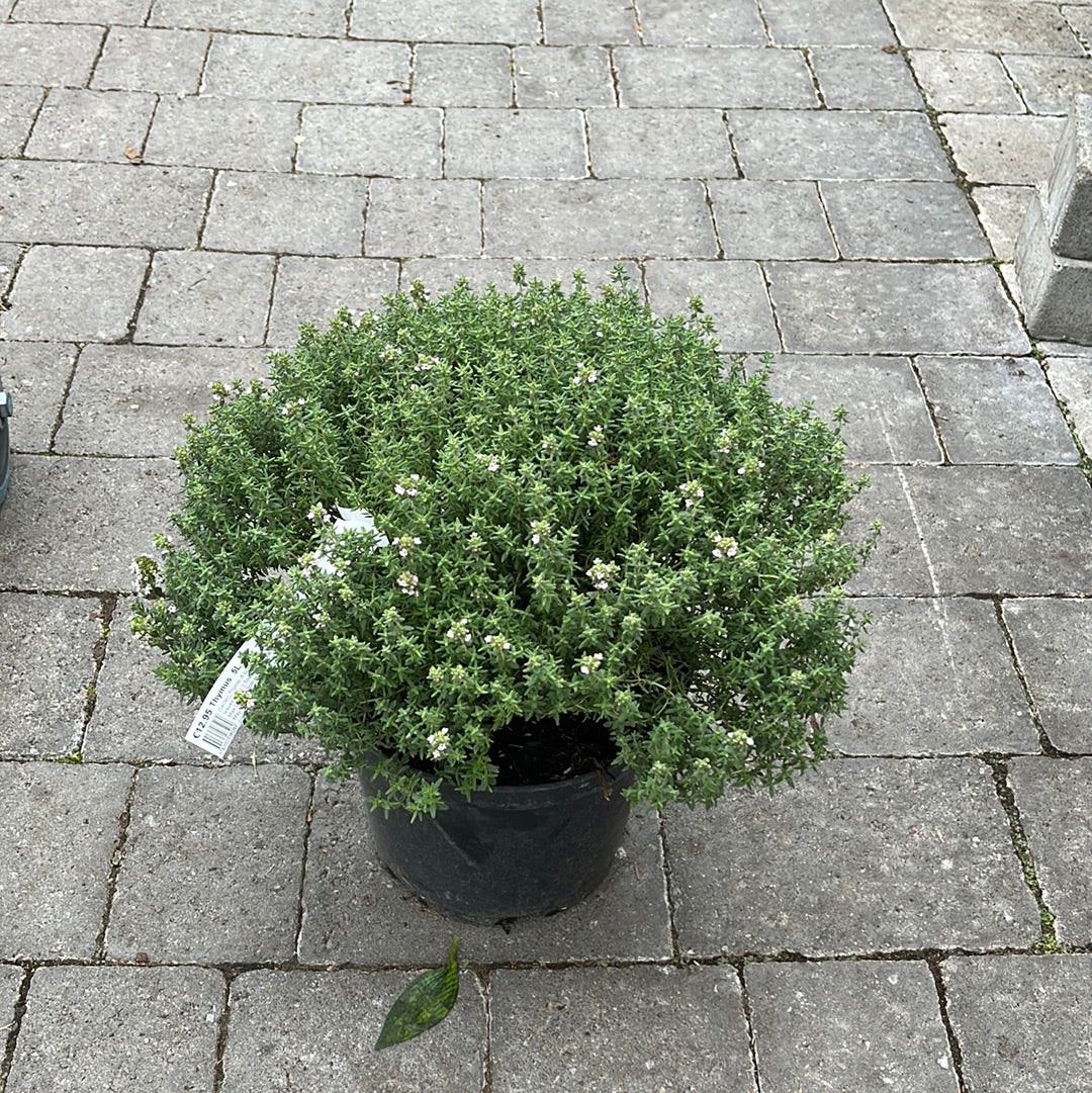 Thymus Vulgaris        4.5L - Grow Your Own - Windyridge Garden Centre