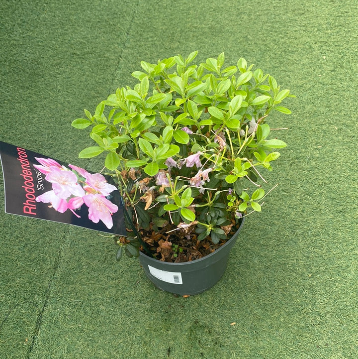 Rhododendron Snipe