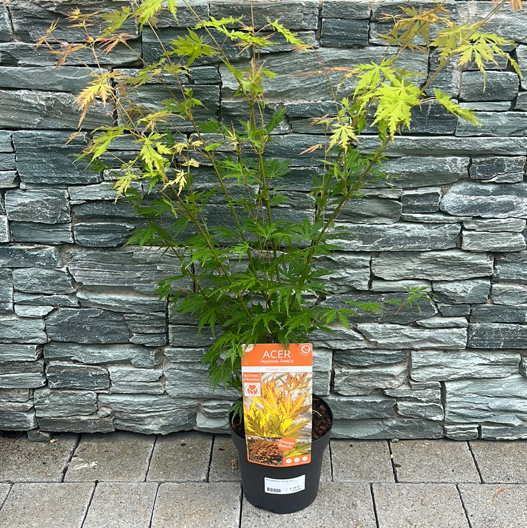 Acer palmatum Orange Lace 3 Ltr Pot