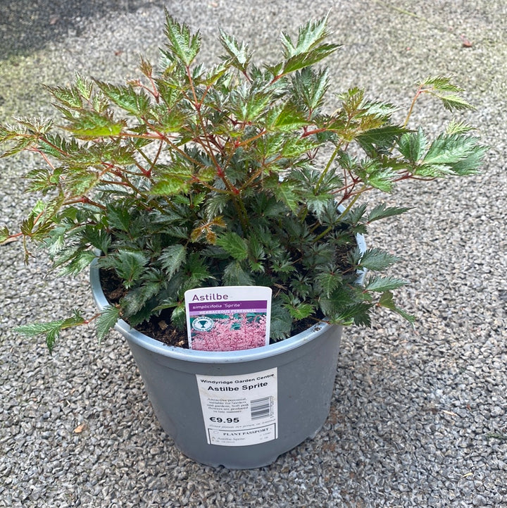 Astilbe Sprite - Herbaceous - Windyridge Garden Centre