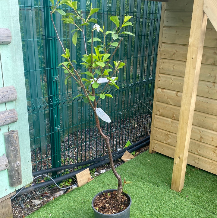 Prunus Morello