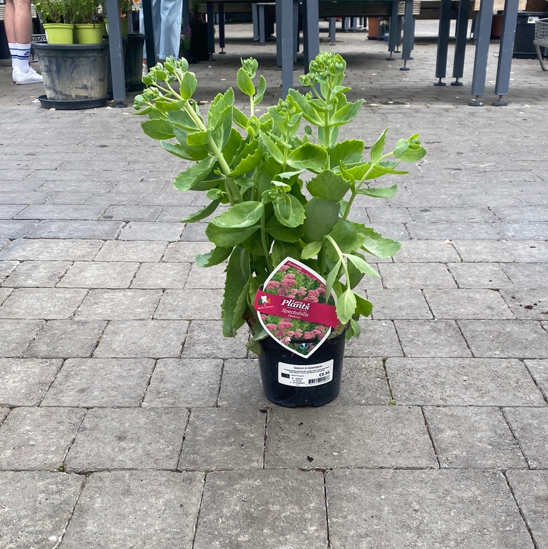 Sedum Spectabilis/Autumn Joy
