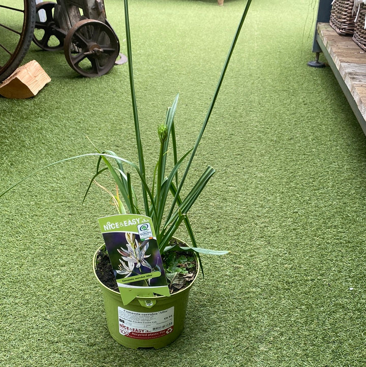 Camassia caerulea Alba