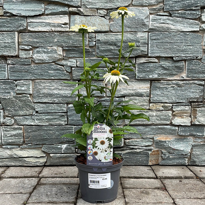 Coneflower (Echinacea Pow Wow White)