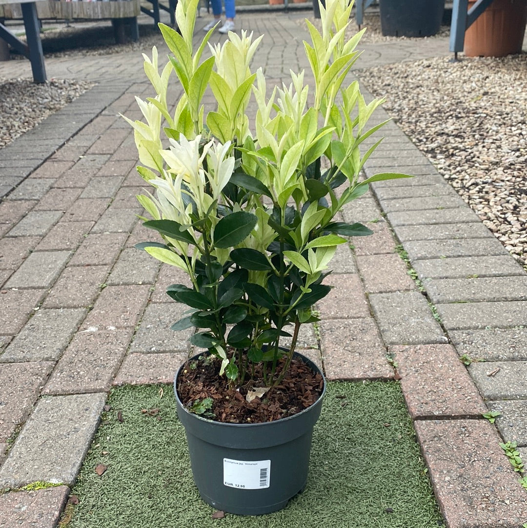 Euonymus jap. Himalaya