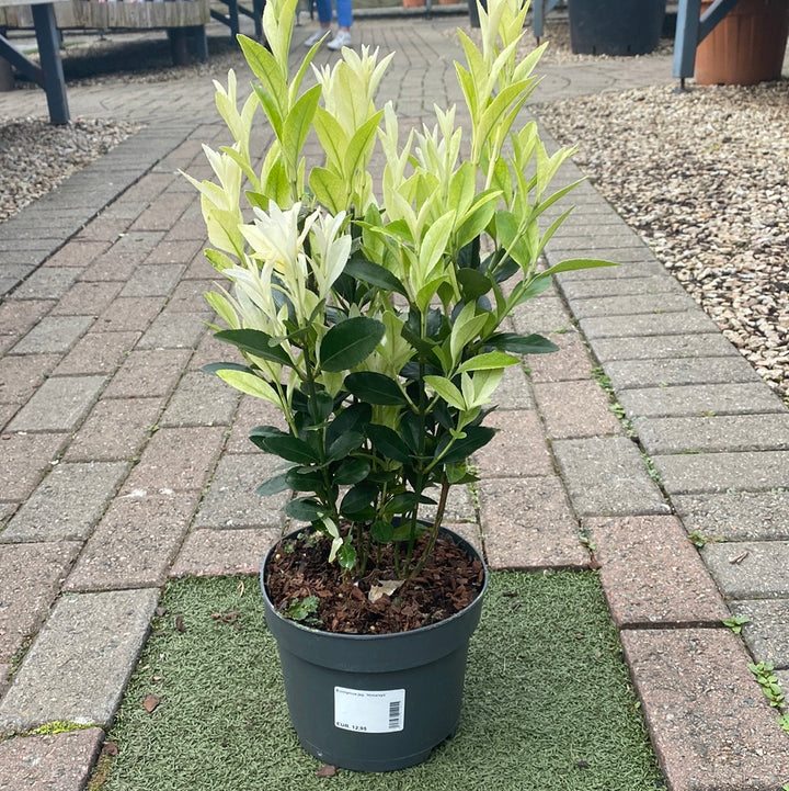 Euonymus jap. Himalaya