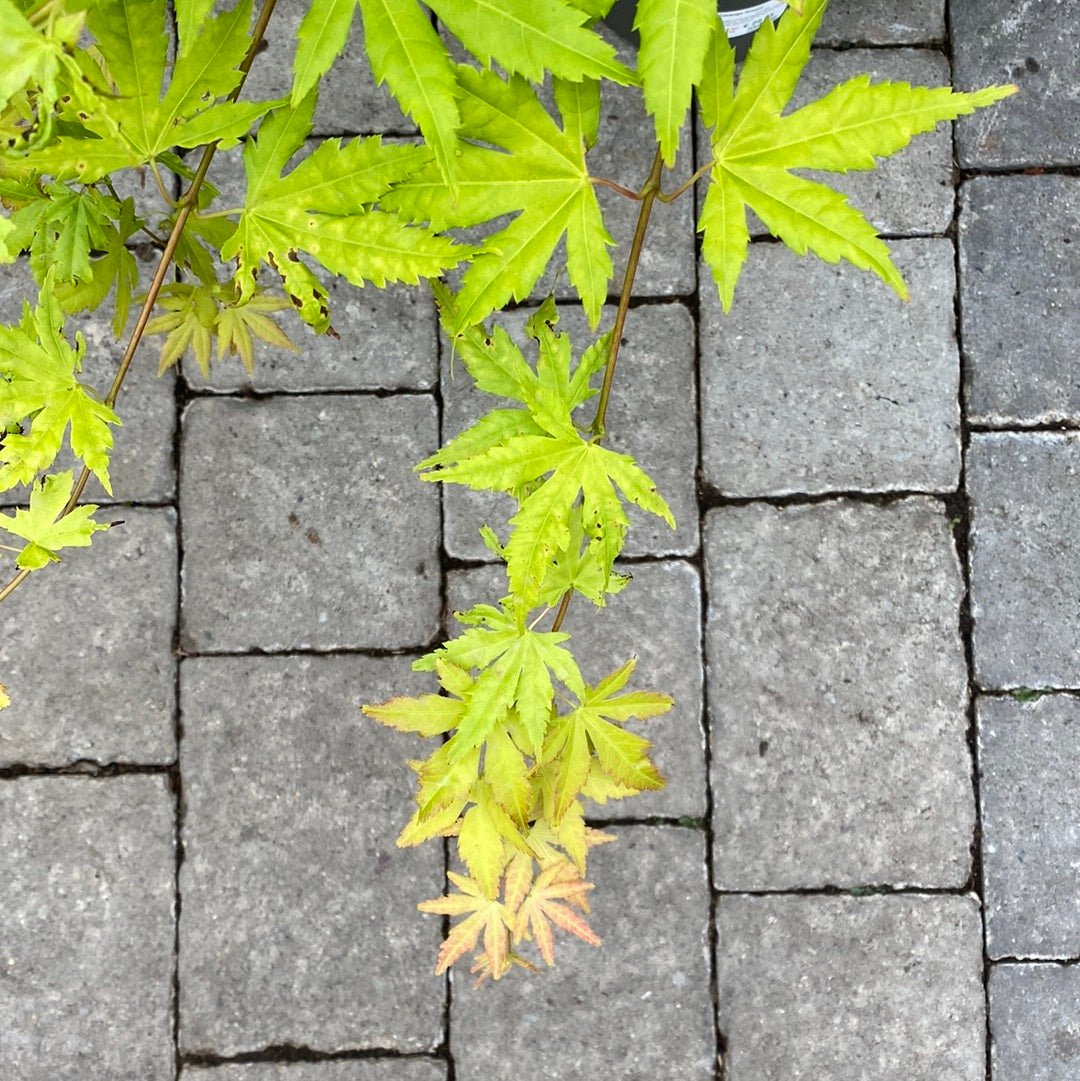 Acer-palmatum-Orange-Dream-Leaf-2
