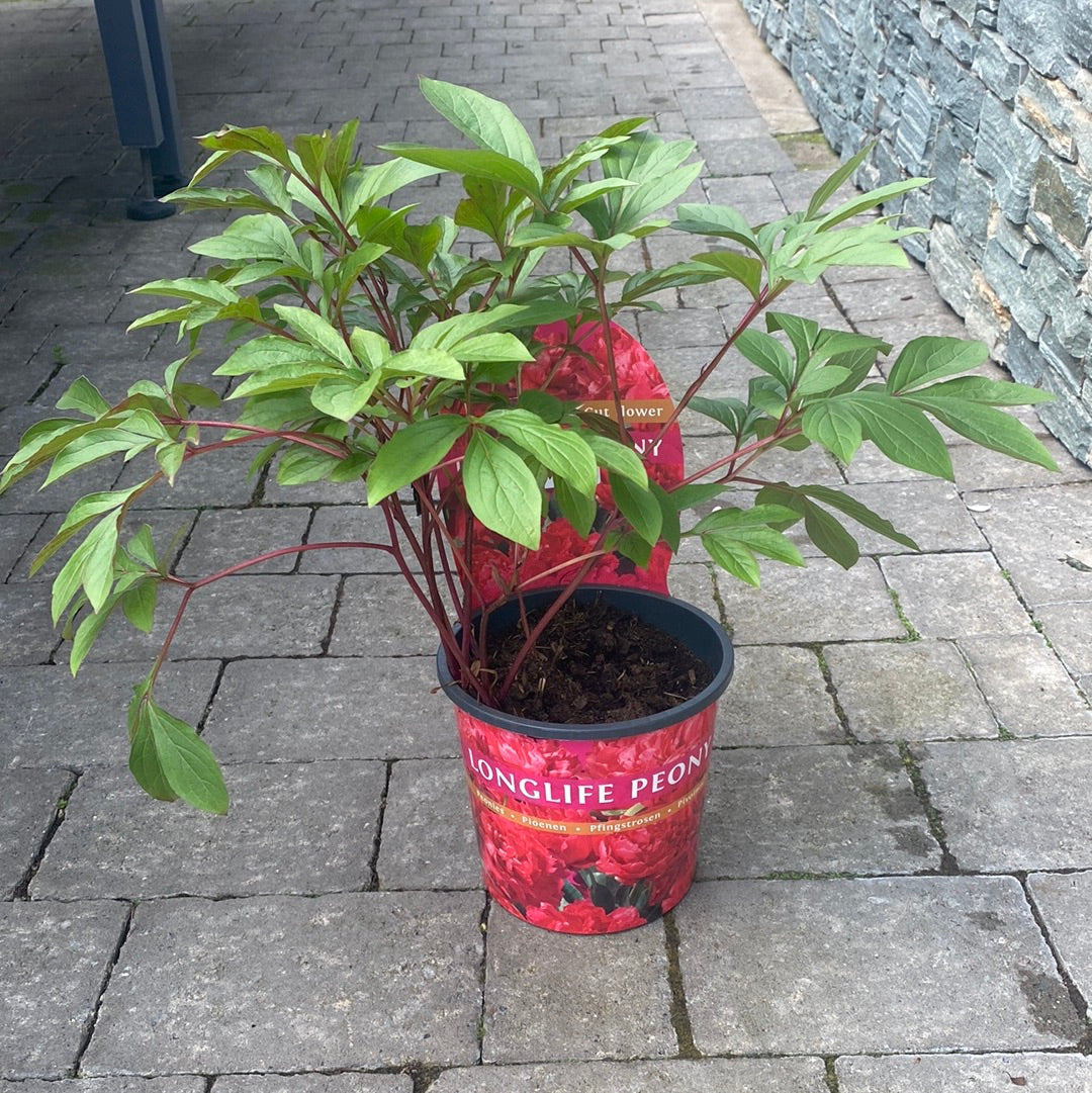 Chinese Peony (Paeonia Lactiflora Longlife Mix)