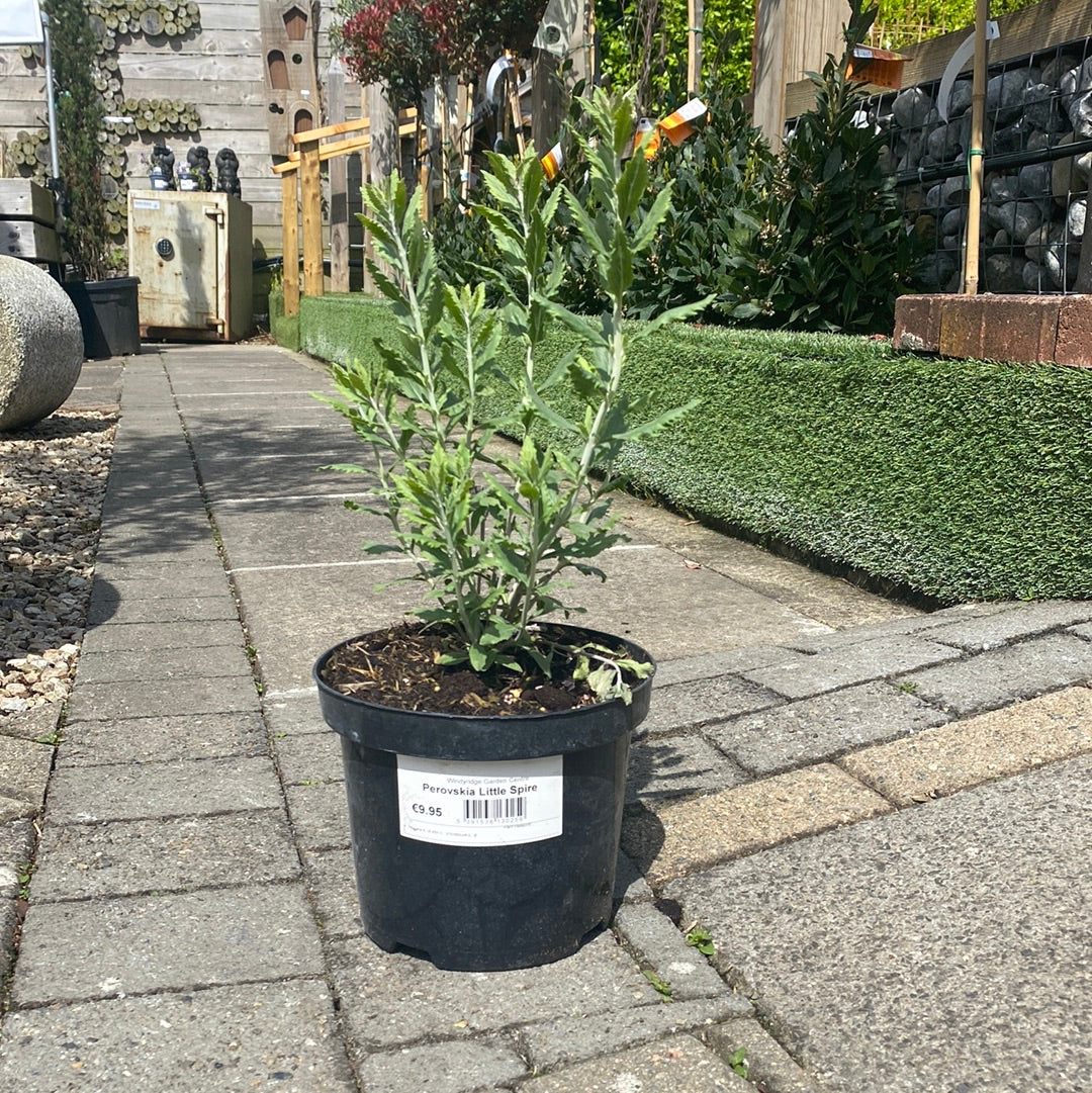 Perovskia Little Spire 3ltr pots