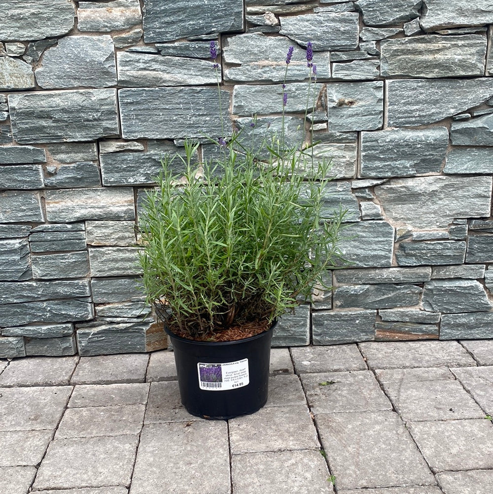 English-Lavender-Lavandula-Angustifolia-Hidcote-Potted