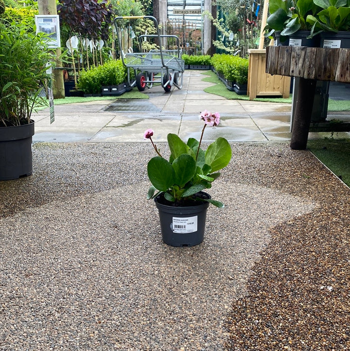 BERGENIA Harzkristall