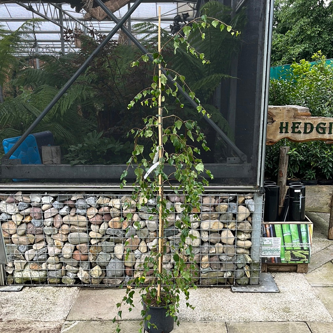 BETULA PENDULA YOUNGII