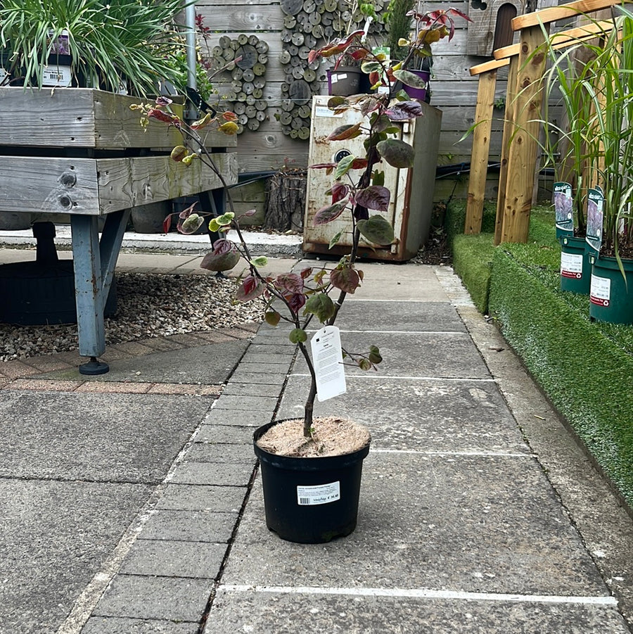 Cercis Can. Forest Pansy - Shrubs - Windyridge Garden Centre