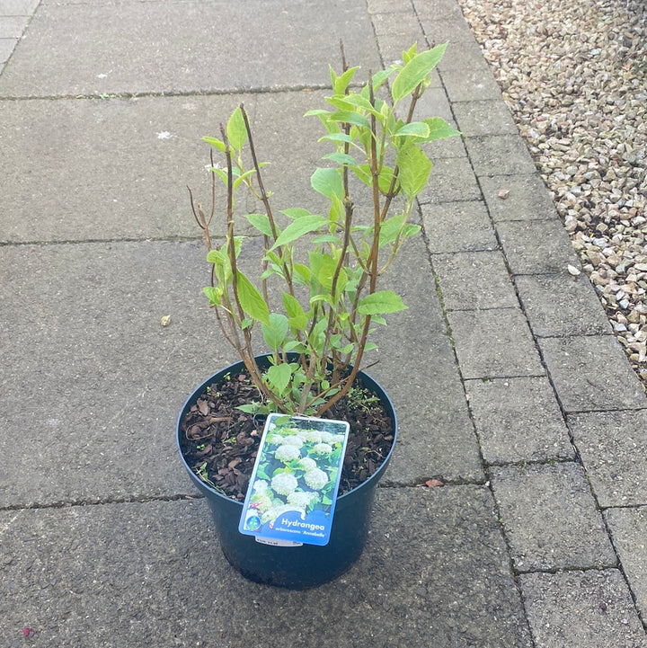 Hydrangea-arb.-Annabelle-Potted-2