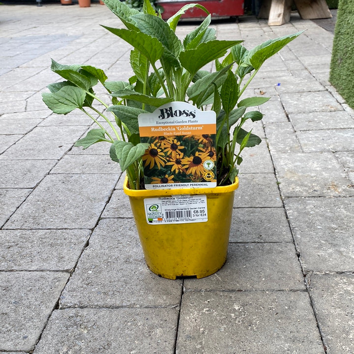 Rudbeckia  Goldstrum