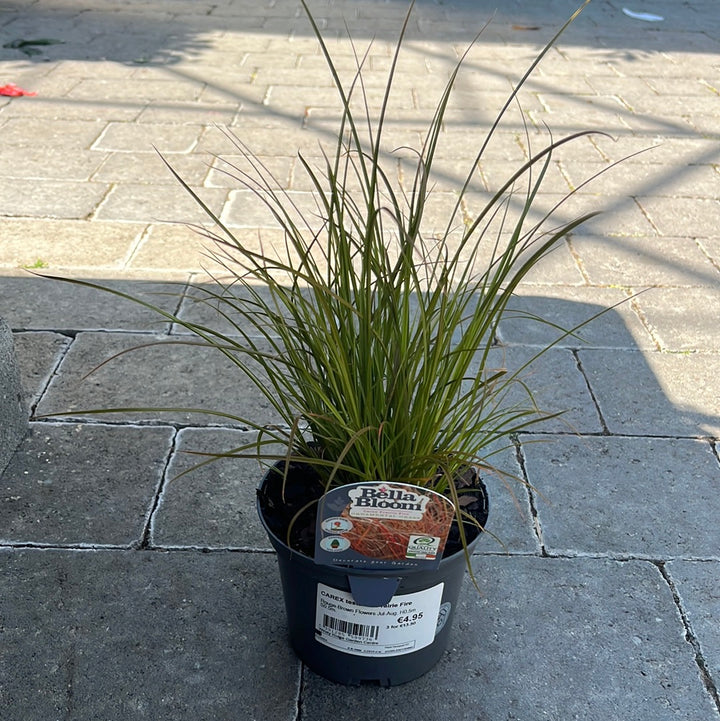 CAREX comans Prarie Fire