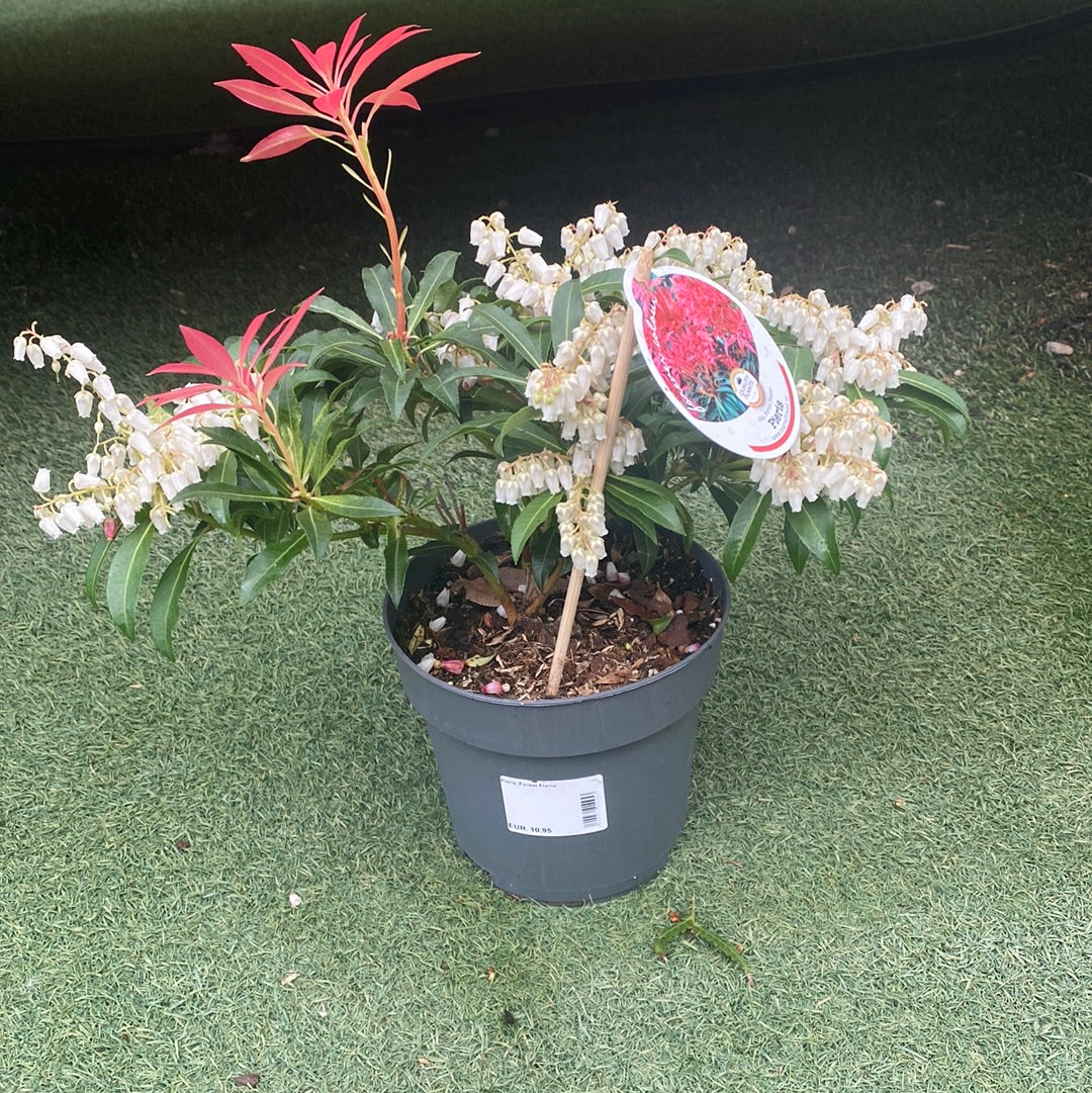 Pieris Forest Flame