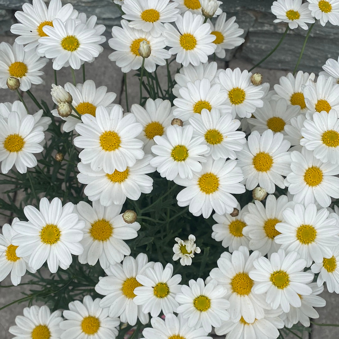 Argyranthemum White