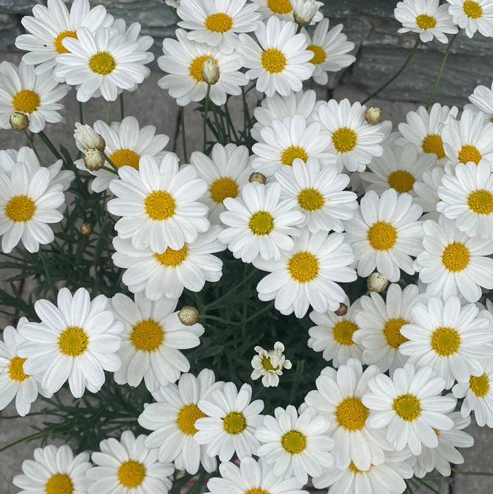 Argyranthemum White