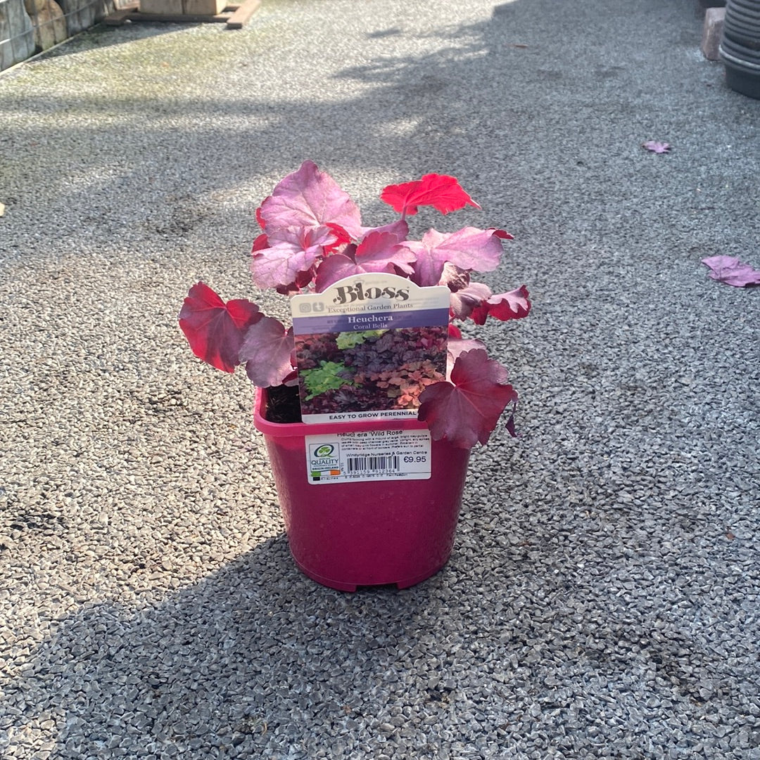 Heuchera Wild Rose