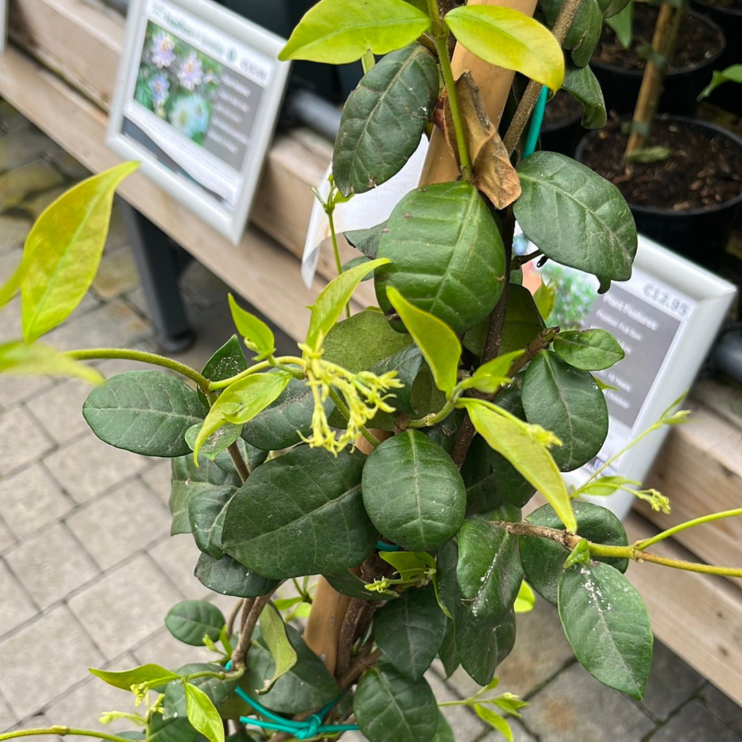 Buy Rhyncospermum Trachelosperum Jasminoides Clt 10 H 200 250 Cm buy-rhyncospermum-trachelosperum-jasminoides-clt-10-h-200-250-cm
