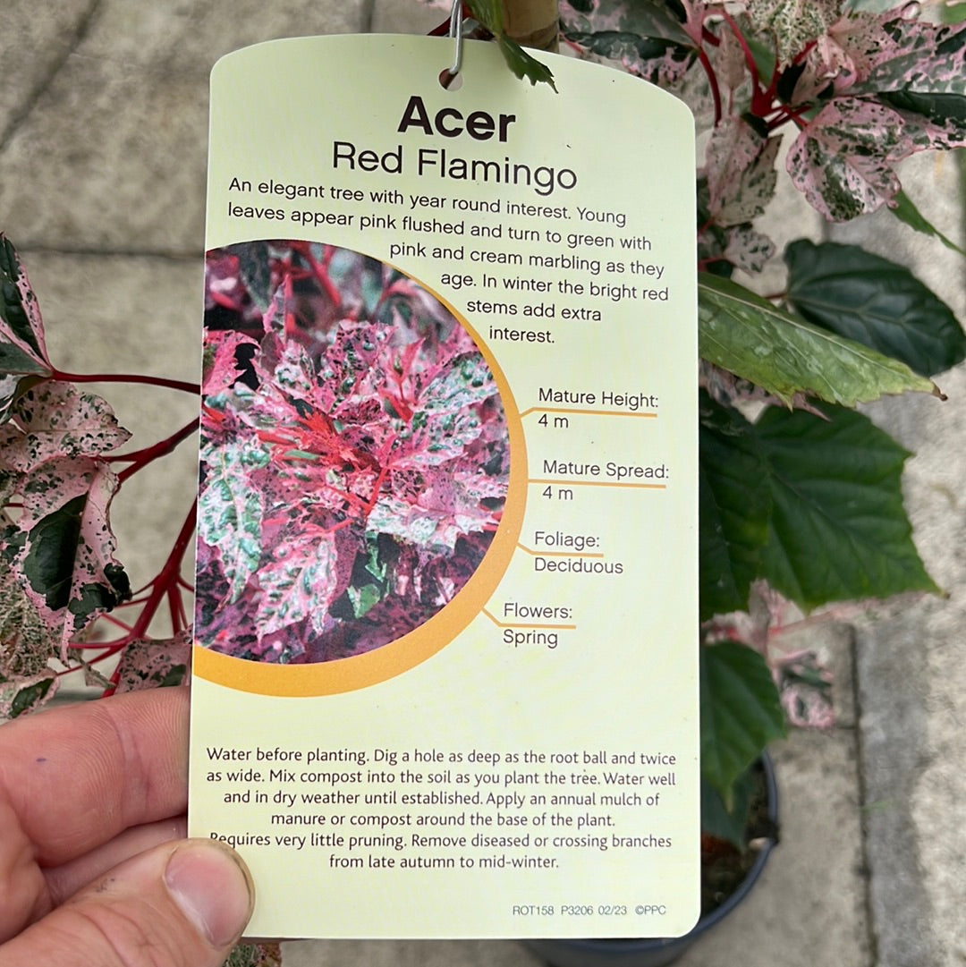 ACER CONSPICUUM RED FLAMINGO 1/2std 10ltr