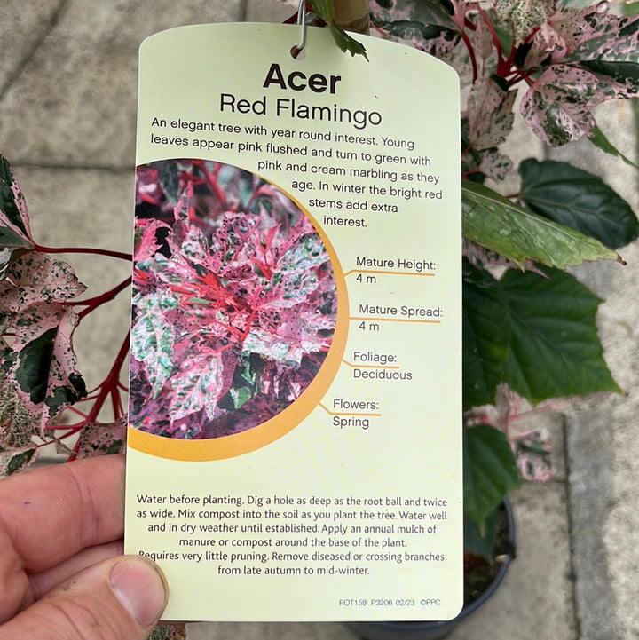 ACER CONSPICUUM RED FLAMINGO 1/2std 10ltr