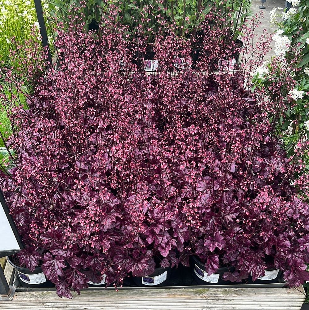 Heuchera Wildberry - Herbaceous - Windyridge Garden Centre