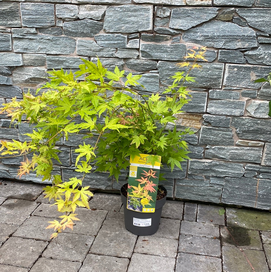 Acer-palmatum-Orange-Dream-Potted-1