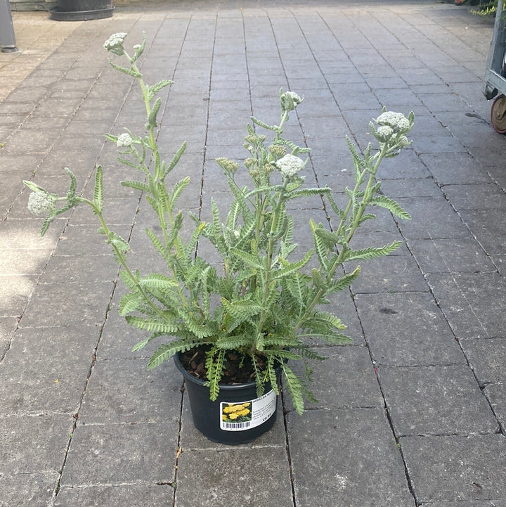 Achillea Moonshine