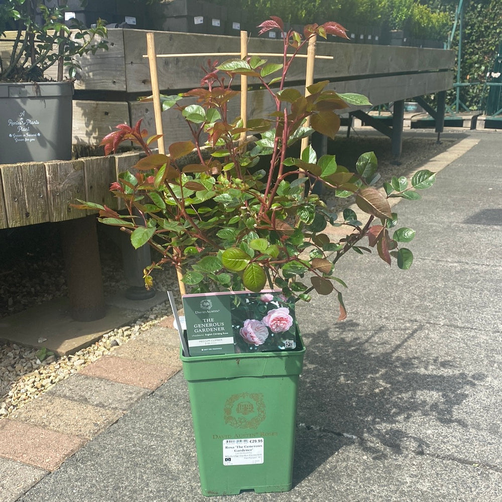 David-Austin-Rosa-Wollerton-Old-Hall-Potted-1