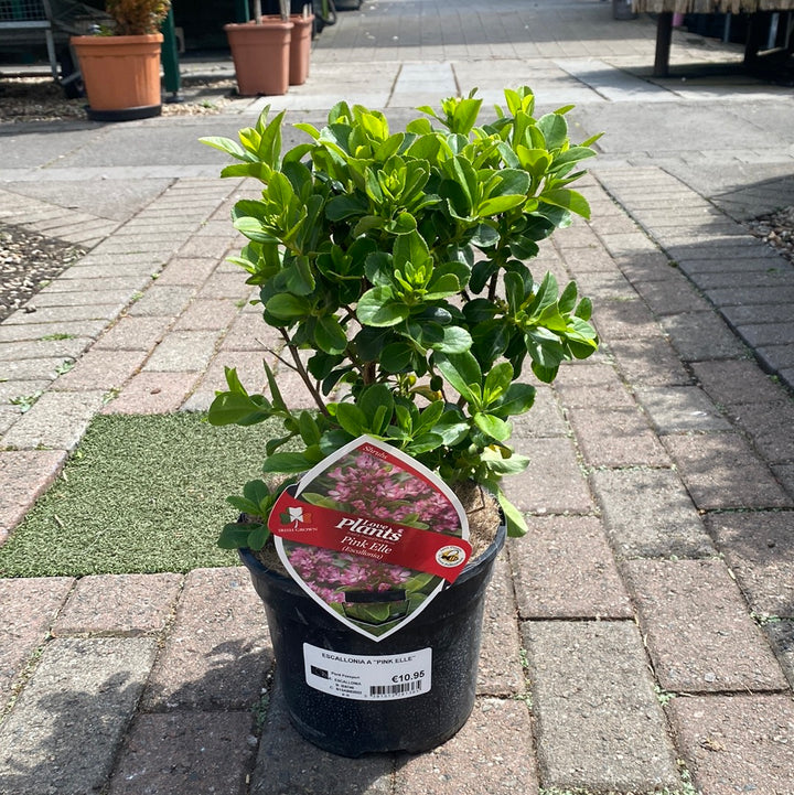 Escallonia Lav Pink Elle