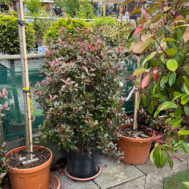 PHOTINIA SERR. RED ROBIN COMPATTA CLT 45 H 125 - 150 CM