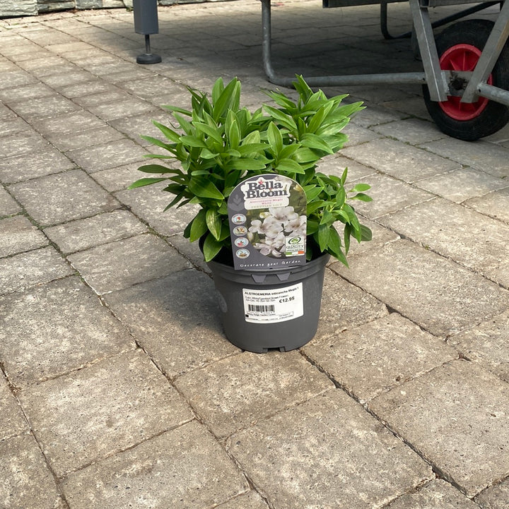 ALSTROEMERIA intacancha Magic White