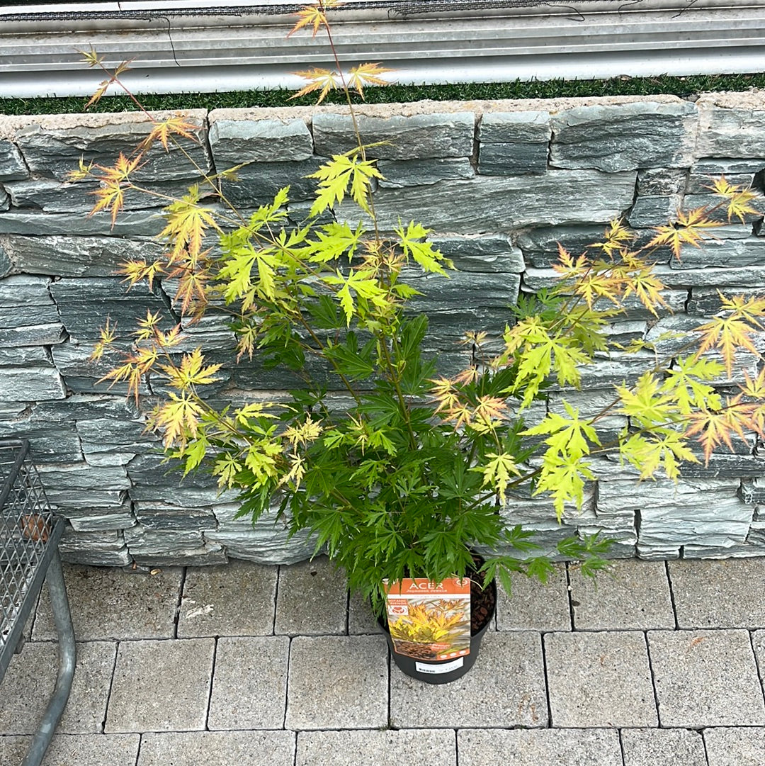 Acer palmatum Orange Lace 3 Ltr Pot