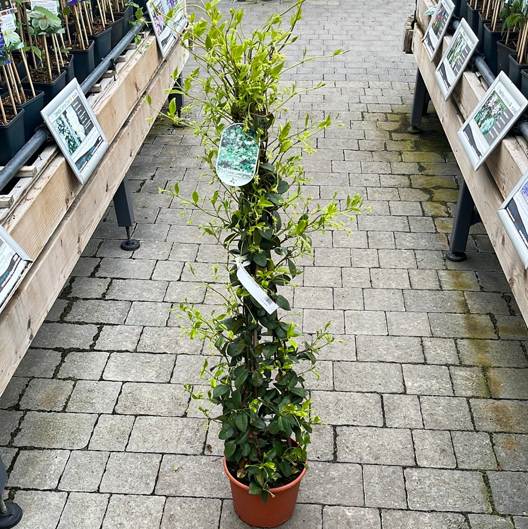 Trachelospermum Jasminoides - Climbers - Windyridge Garden Centre